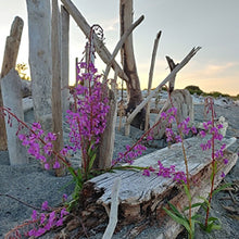 Cargar imagen en el visor de la galería, Beachwood Lover( Premium)