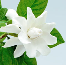 Cargar imagen en el visor de la galería, Gardenia Lover
