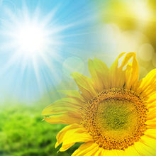 Cargar imagen en el visor de la galería, Sunflower Essence